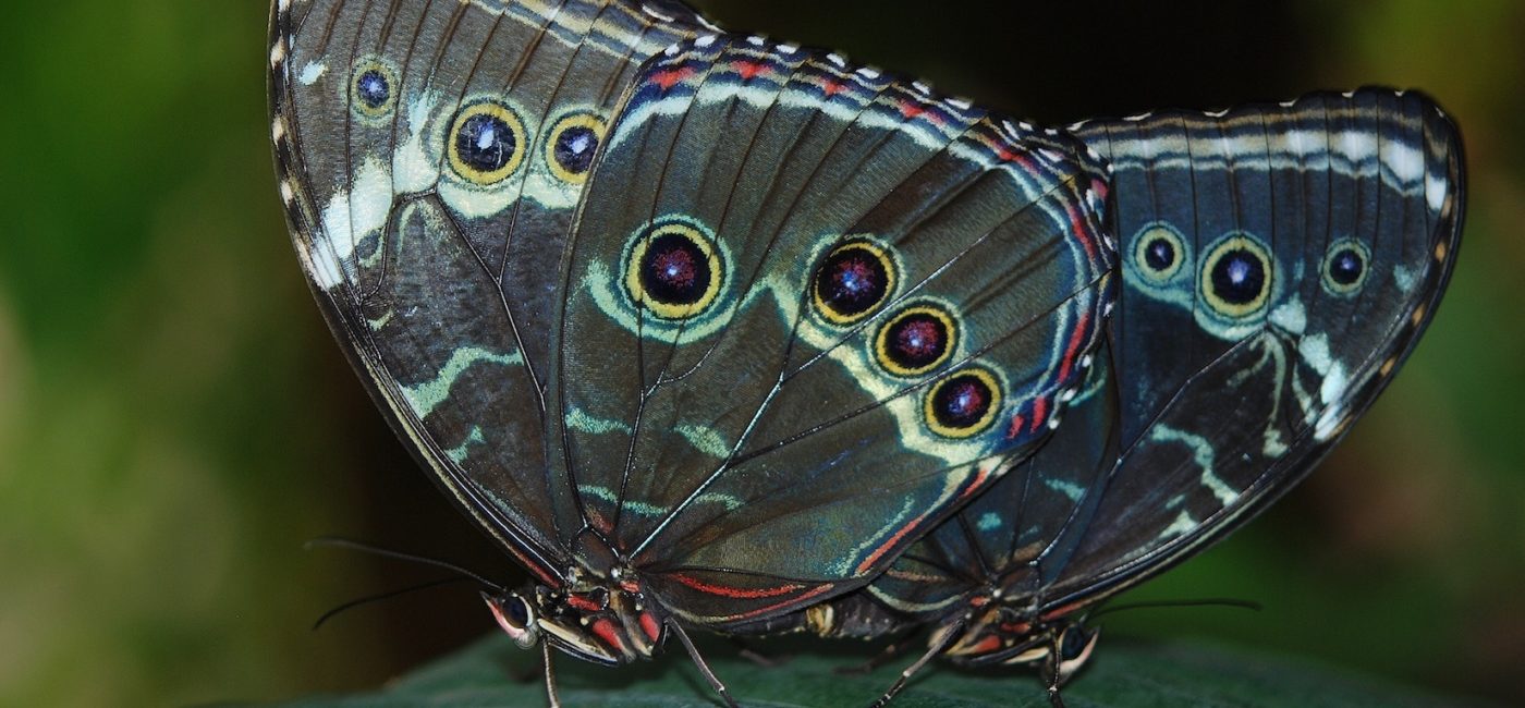 Two blue-toned butterflies close up on a leaf.